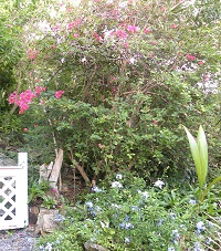 coral bay outlook greenery and flower